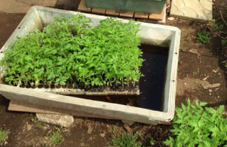 トマト鉢上げ準備