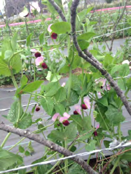 赤い花の絹さや